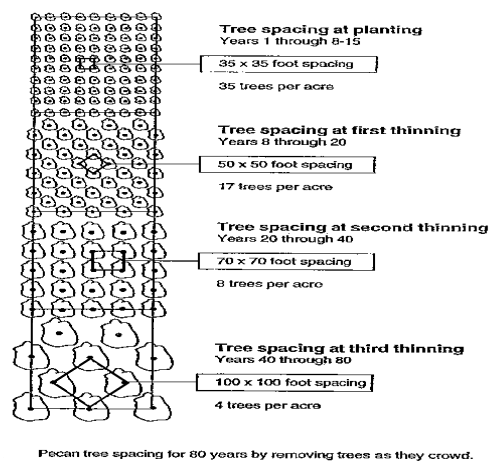Tree Spacing